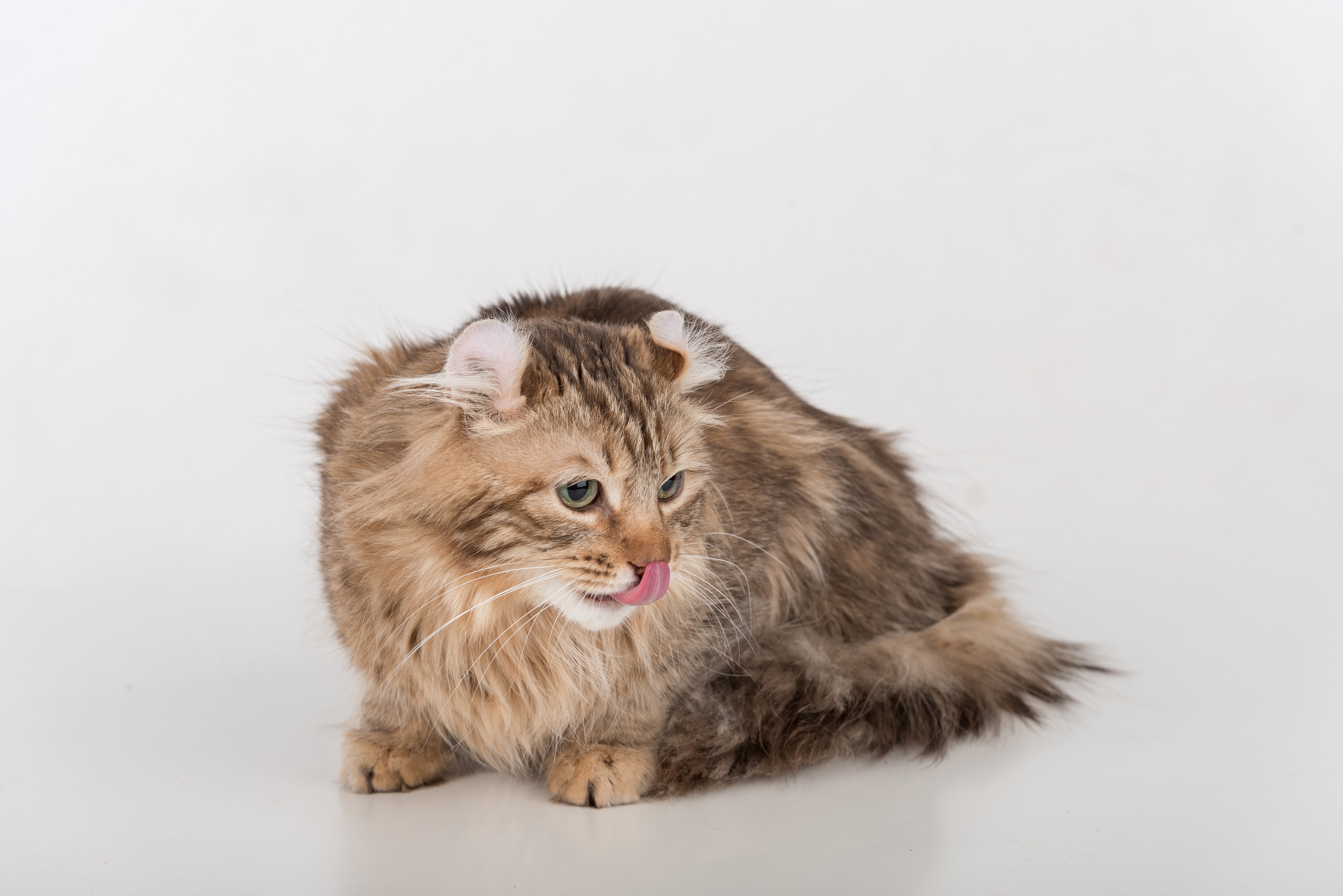 American Curl Cat Breed & Adoption Information | Petfinder
